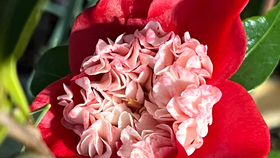 期待已久的日本茶花到啦红白卜伴 哔哩哔哩 つロ干杯 Bilibili