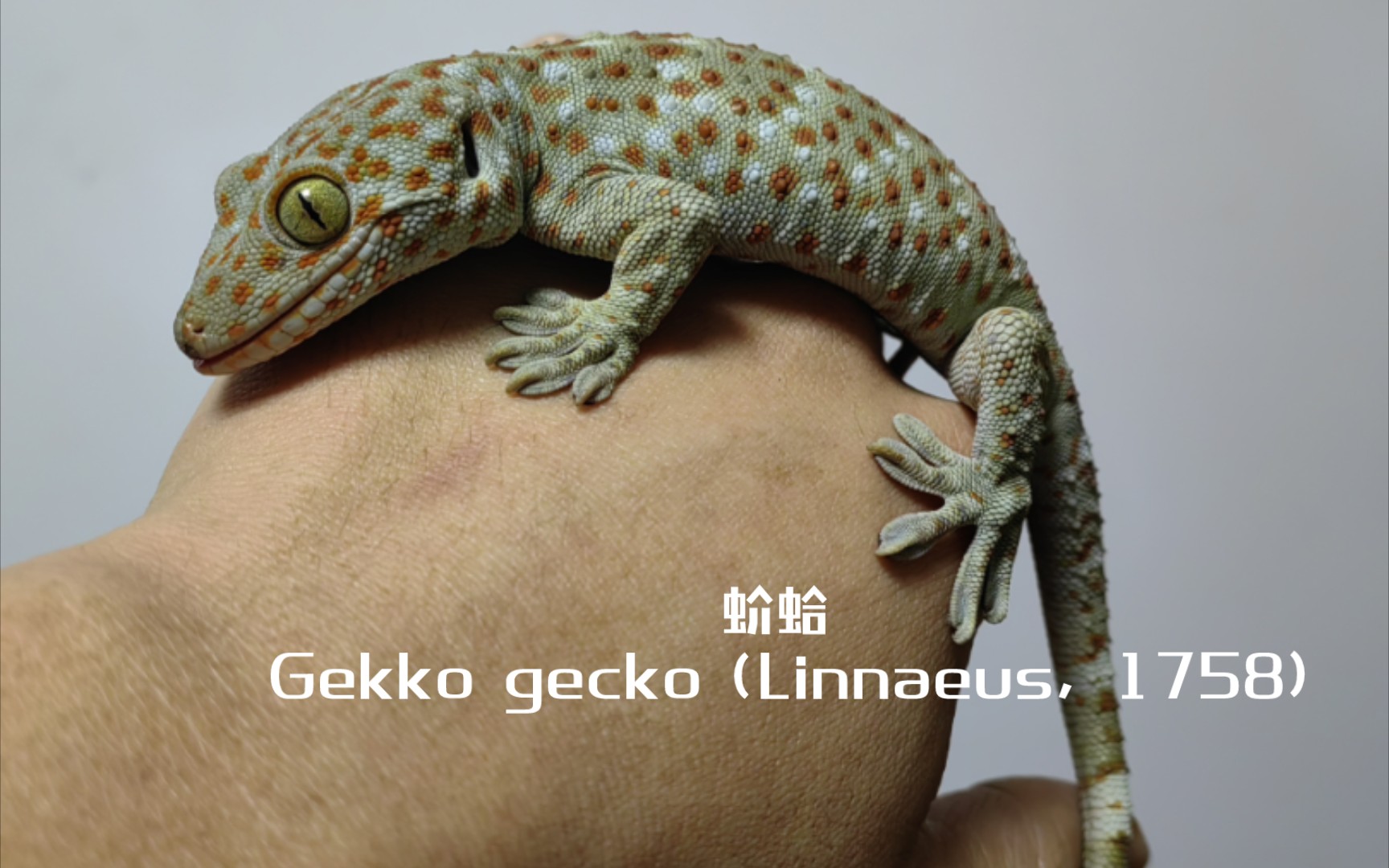 蚧蛤 Gekko gecko(Linnaeus, 1758)哔哩哔哩bilibili