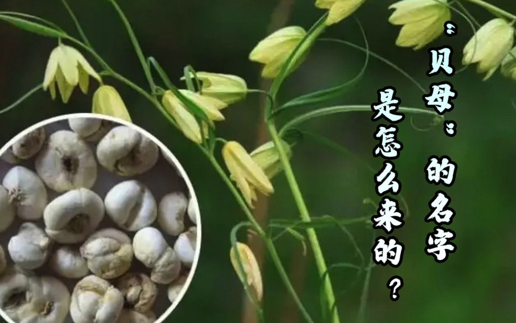 【植物】“贝母”的名字是怎么来的?哔哩哔哩bilibili