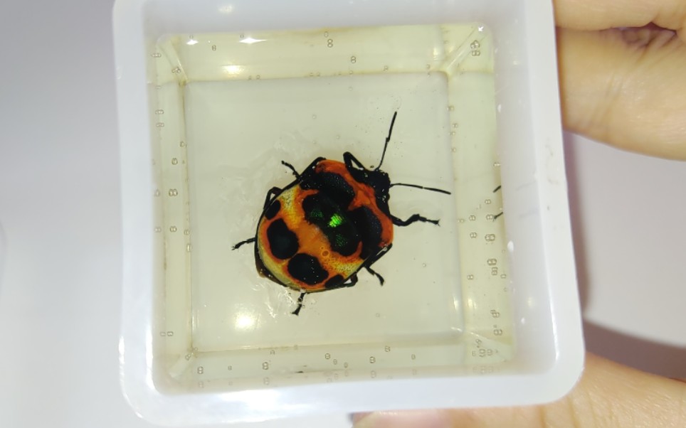 手工diy树脂滴胶昆虫标本不知名甲壳虫1