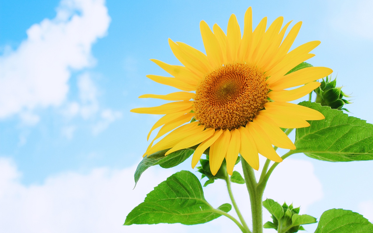 晚安,if heart towards the sun,愿我们若向日葵一般,心向阳光,汲取