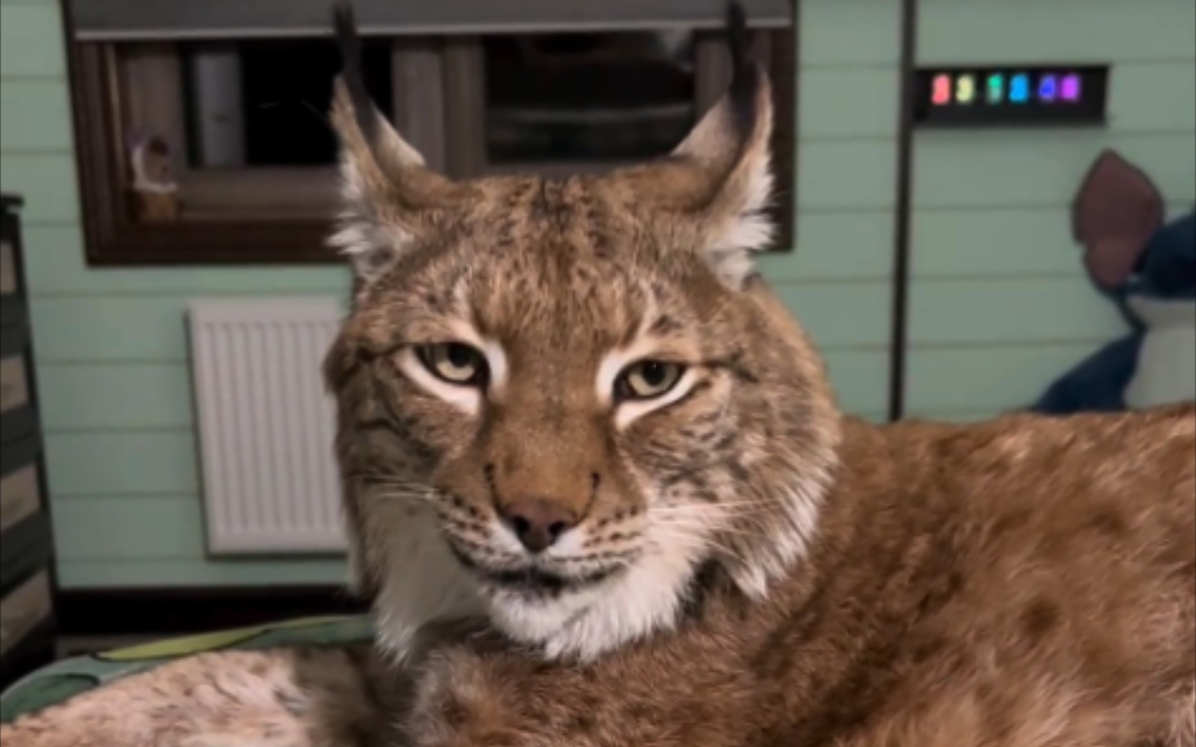 这么肥的大猫,屁屁应该很好弹吧 (猞猁马塞尔)