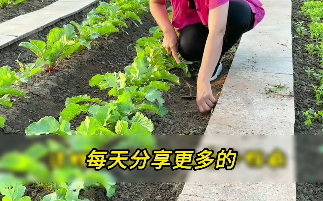 萝卜种植小技巧:萝卜最喜欢的一样东西,你知道是什么吗哔哩哔哩bilibili