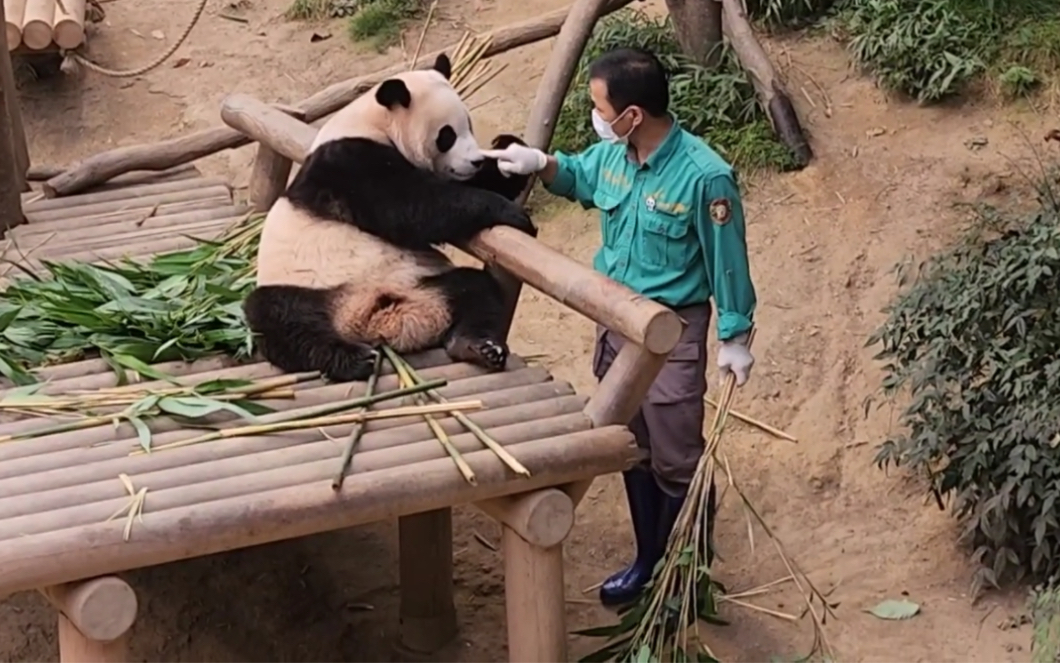 [图]大熊猫福宝 爷爷走到哪儿 福宝看到哪儿 220922