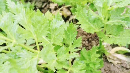 银莲果的功效(银莲果的功效与作用,让你健康又美丽)