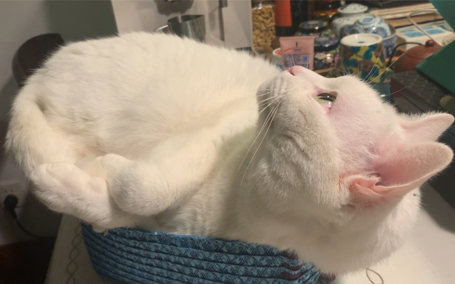 忘了自己尾巴的大胖白猫