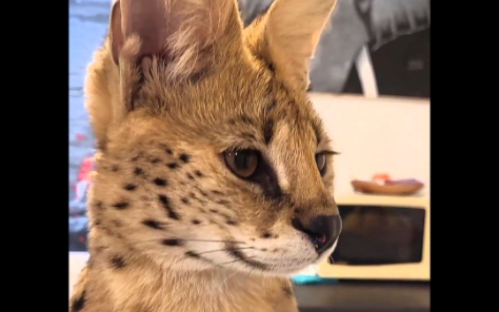 我是一只长条薮,名叫阿尔法