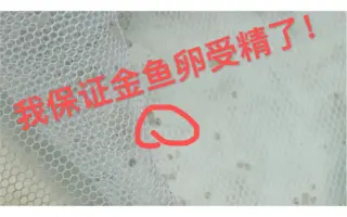 金鱼卵 搜索结果 哔哩哔哩 Bilibili