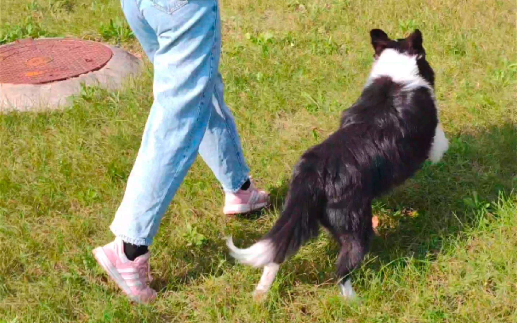 [图]边境牧人犬