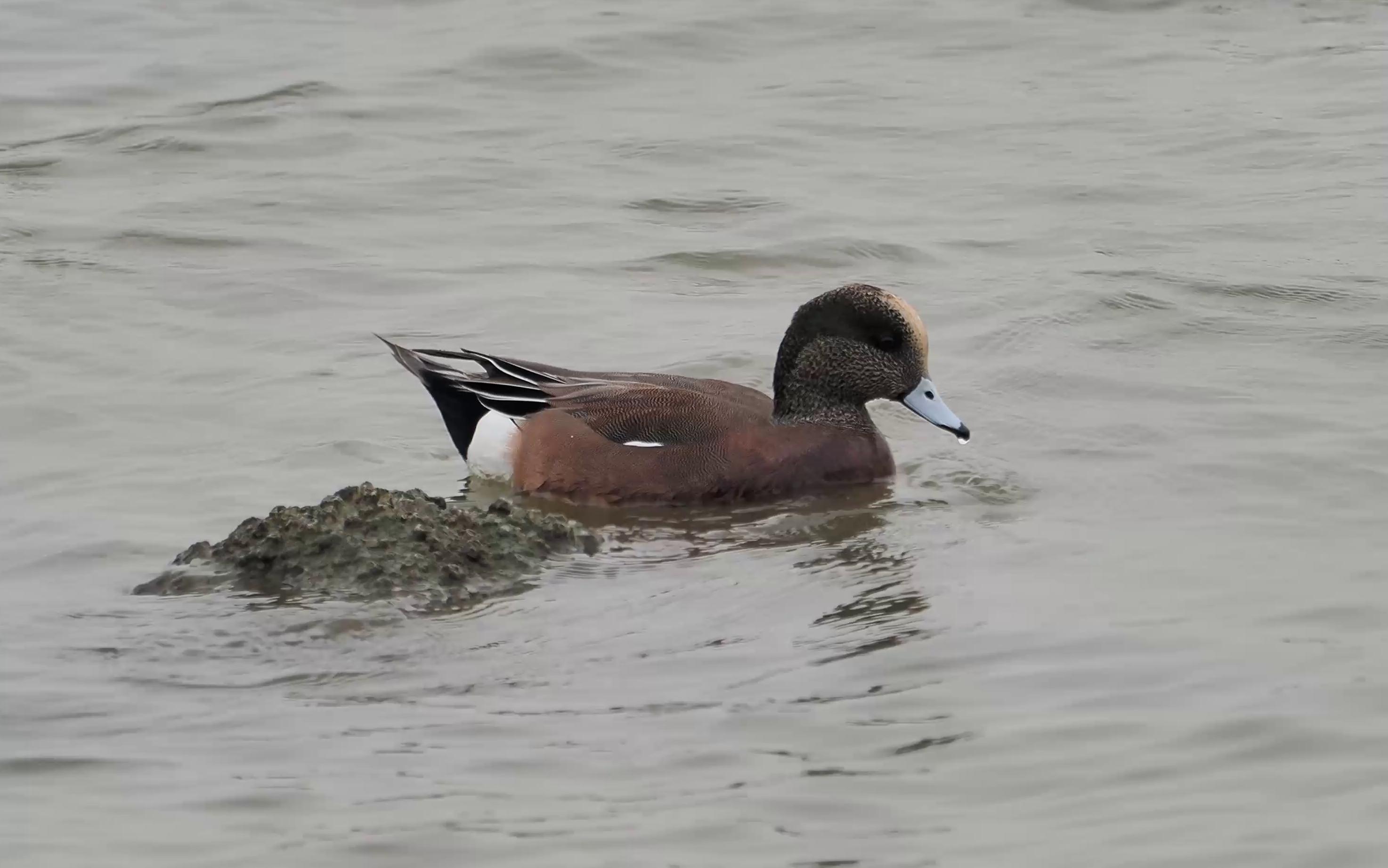 活动作品最近深圳湾公园网红的绿眉鸭