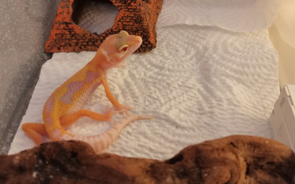 这么无聊的豹纹守宫脱皮全过程