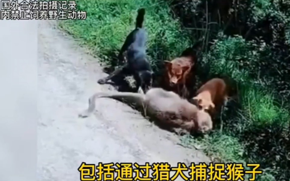 [图]猴狗大战