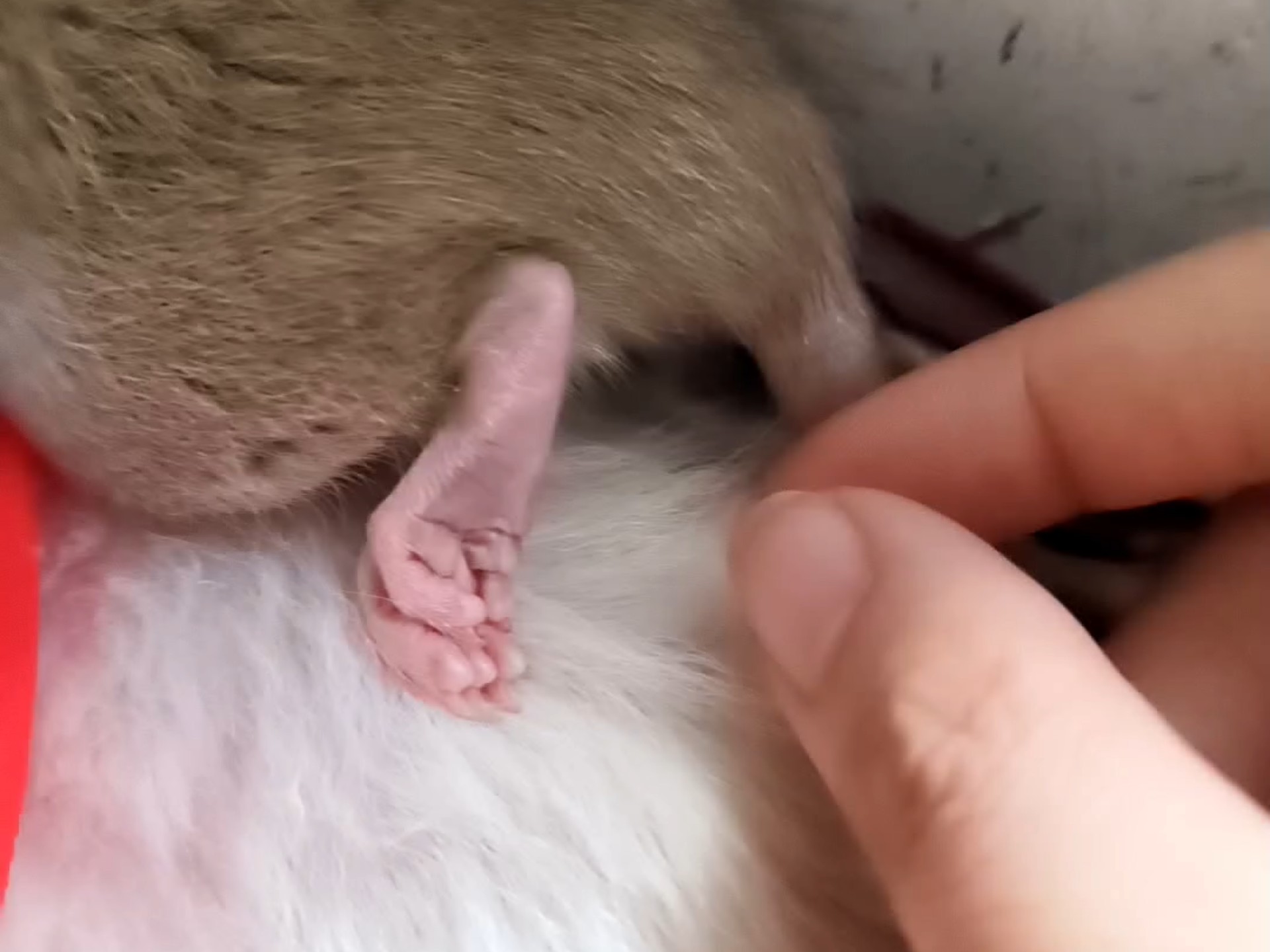 偷偷摸下鼠鼠的脚脚