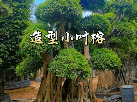 造型小叶榕桩头基地,榕树盆景园林