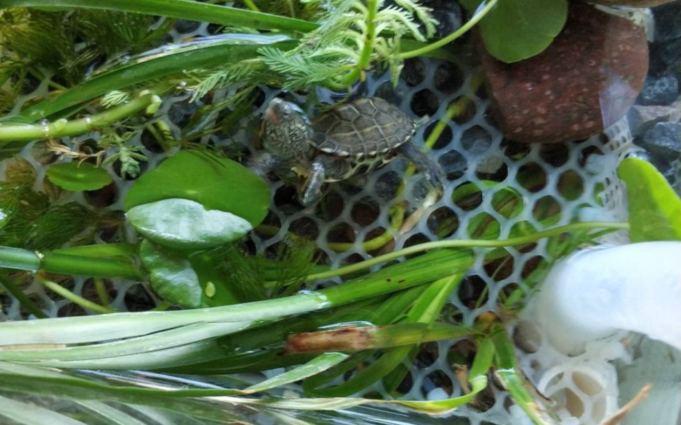 两只小草龟的窝