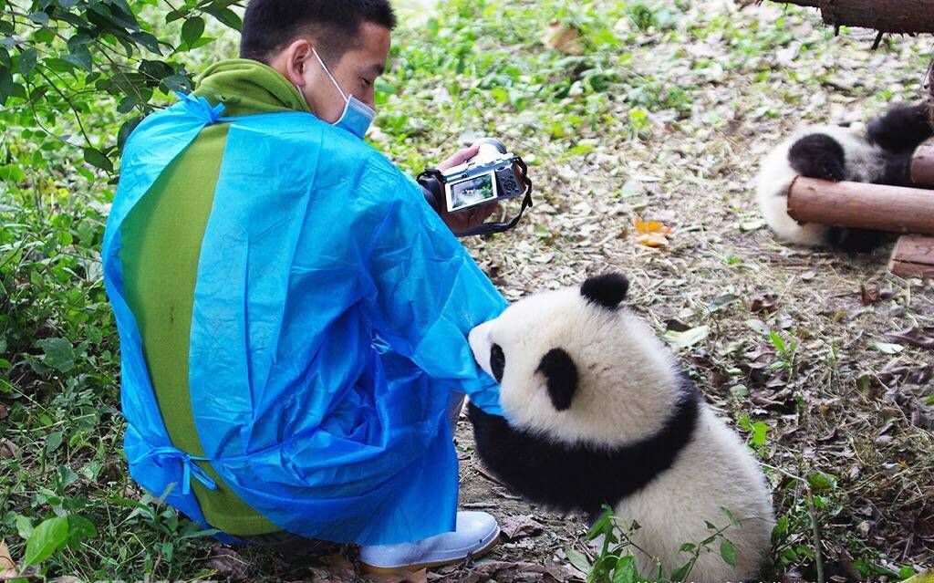 大熊猫雅竹# 拍什么拍 不许你拍 把照片交出来!哼!