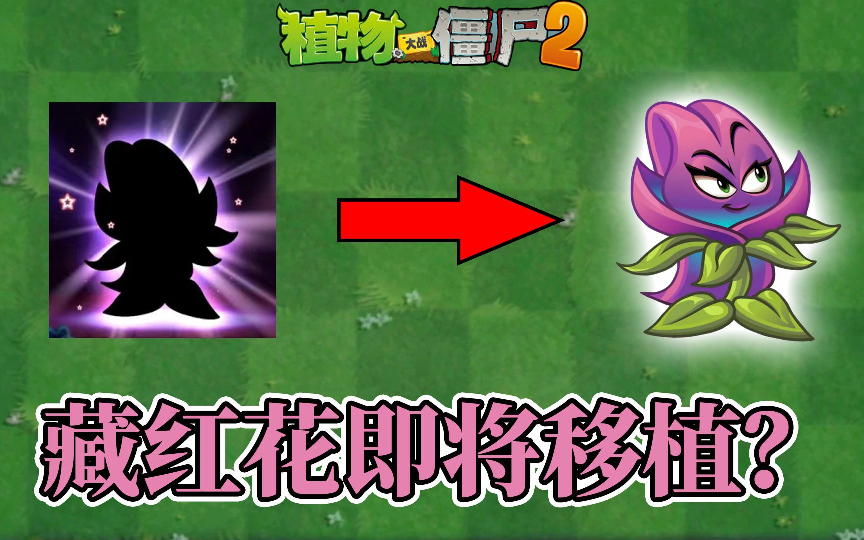 植物大战僵尸:藏红花即将移植中文版,小萨的脸又肿了!