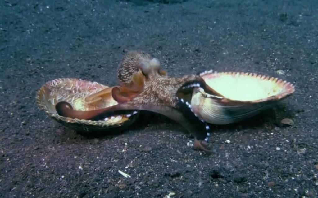 镜头记录章鱼捕食螃蟹全过程原来章鱼是这样进食的网友不可思议
