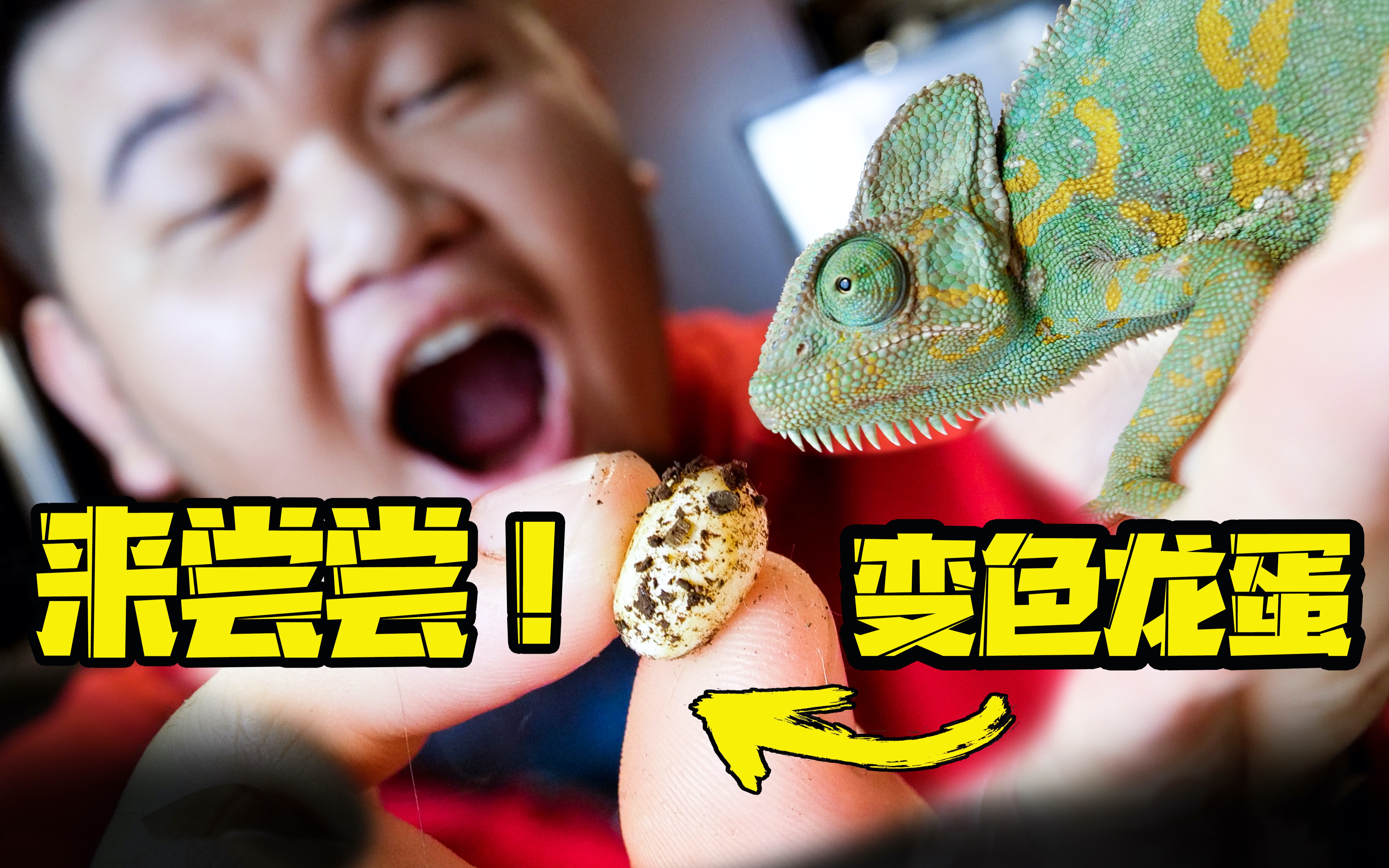 吃 变色龙蛋 是怎样的体验,全网首位品尝变色龙蛋的up主