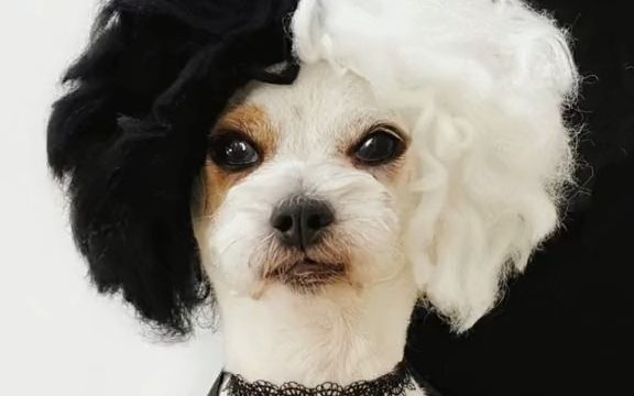 【宠物变装】黑白魔女库伊拉