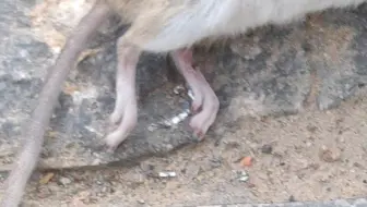 发现一只没挺过降温的小鼠
