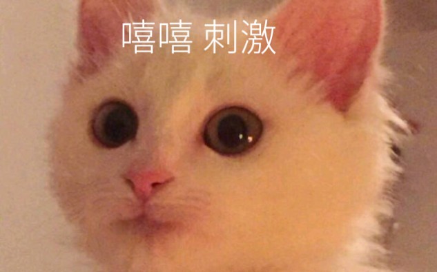 皮皮猫?人家超可爱的~哔哩哔哩bilibili