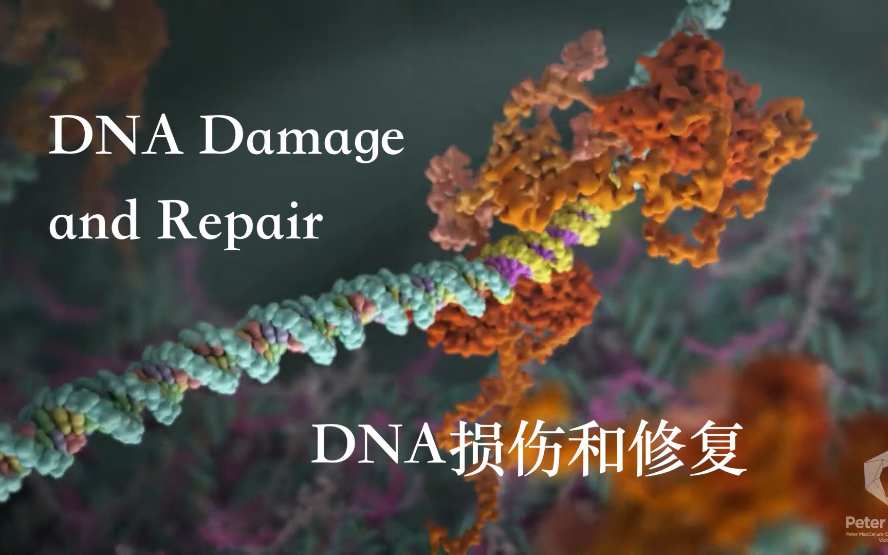 [图]DNA损伤和修复（ DNA Damage and Repair）