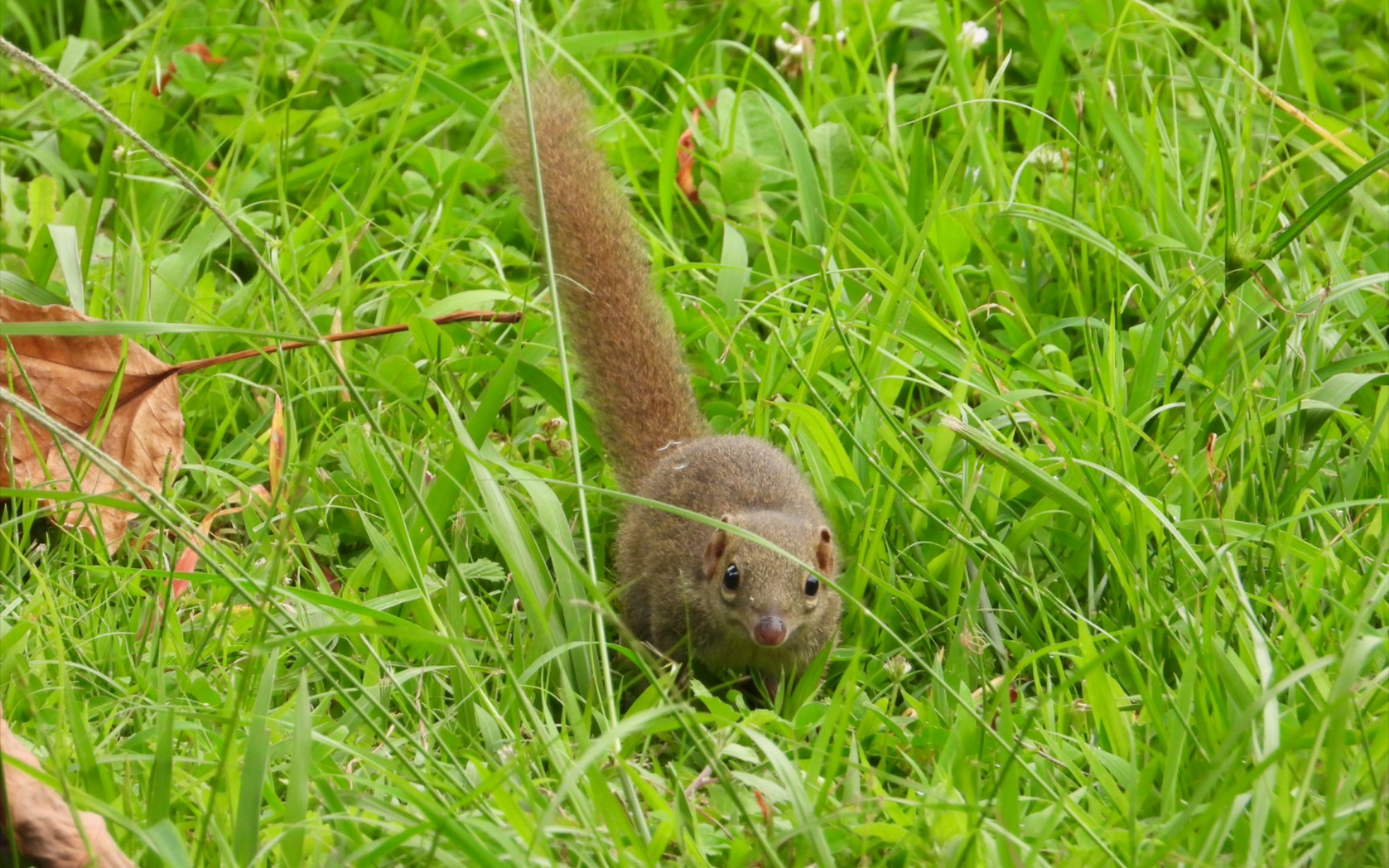 远看得像松鼠的小可爱,长鼻子的树鼩