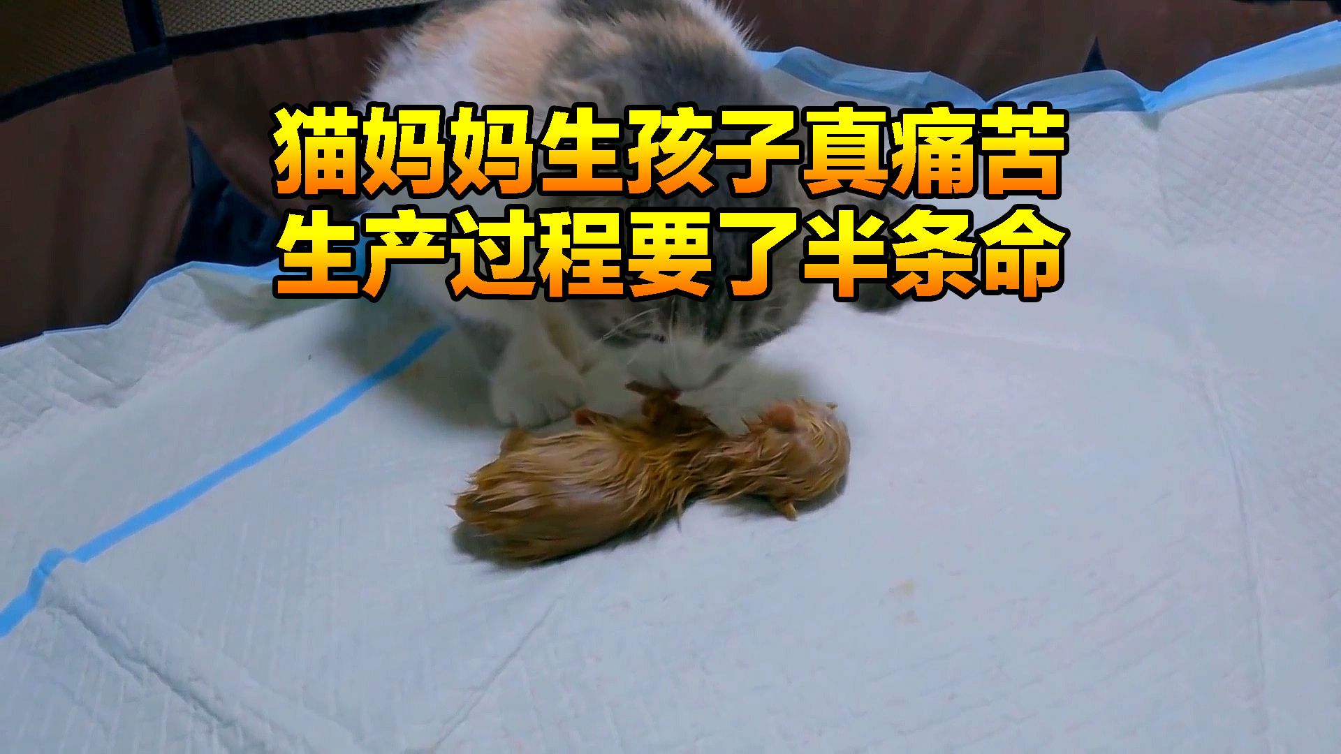 猫妈妈为了生育孩子,煎熬过程太让人心碎了,还好付出得到了回报哔哩哔哩bilibili