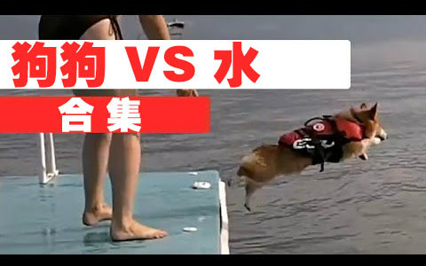 [图]【宠物】惊人的狗狗 VS 水宠物视频Amazing Dog vs Water Puppy Pet Video Compi