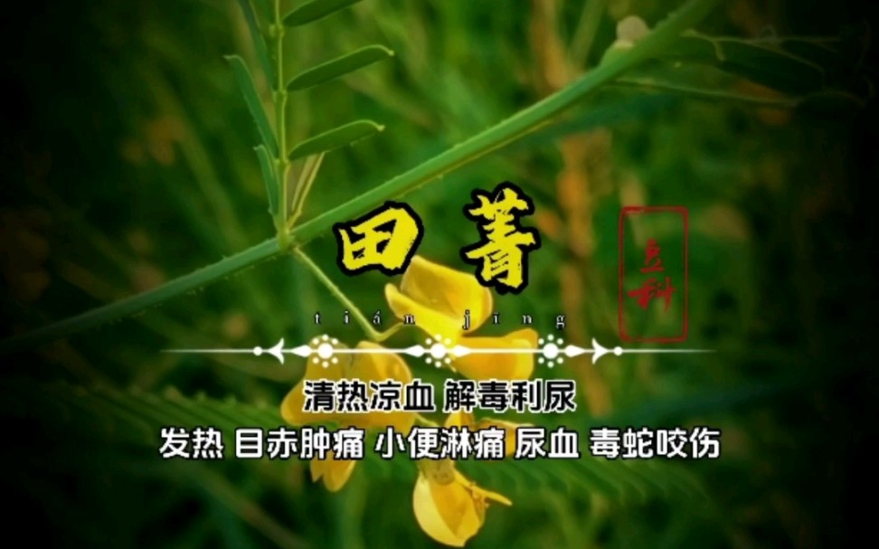 豆科植物【田菁】全身都是宝!哔哩哔哩bilibili