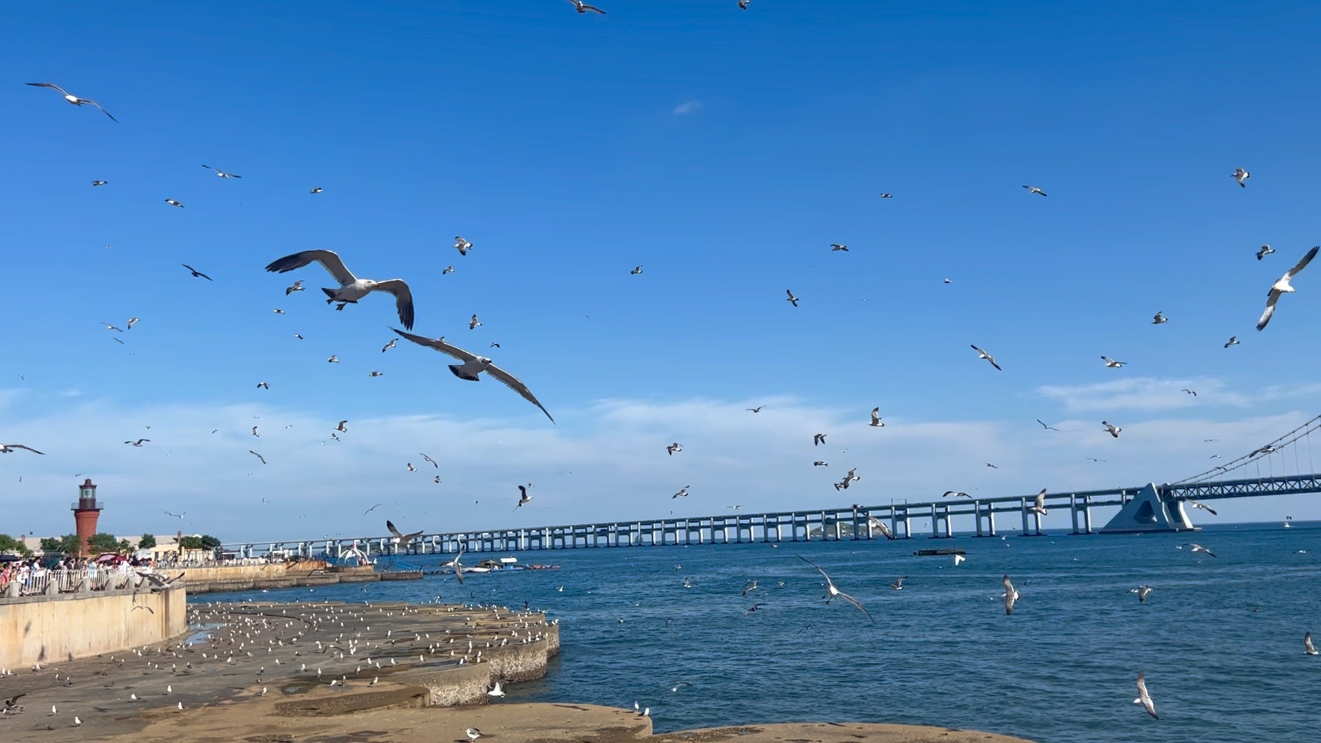 星海广场喂海鸥咯