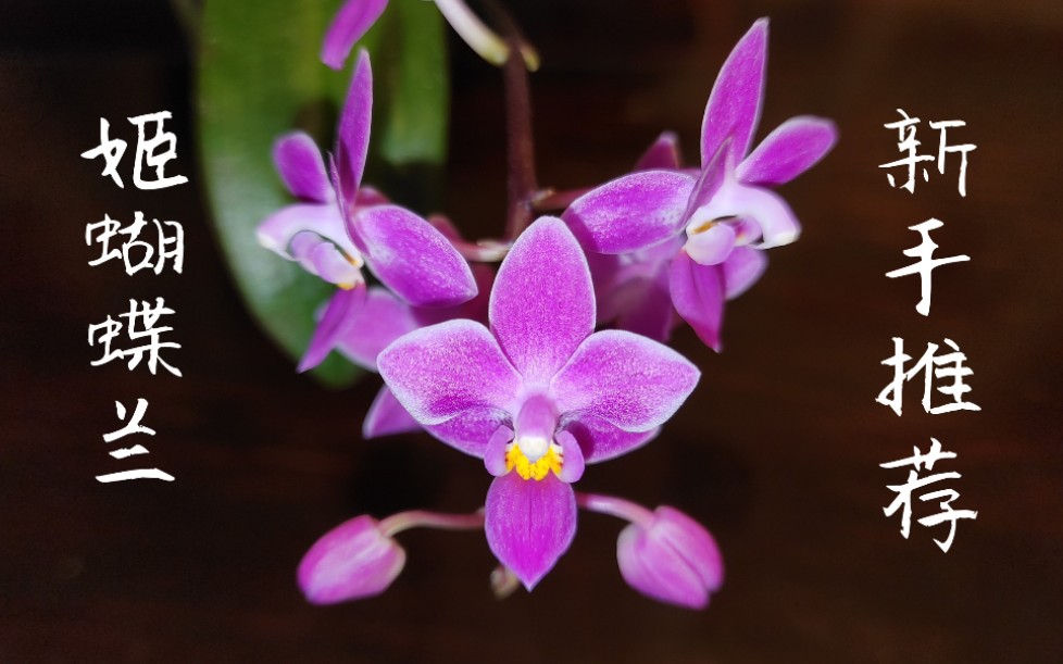 Sophie's Garden 新手推荐,最容易照看及开花的原生蝴蝶兰姬蝴蝶兰 Phal. equestris哔哩哔哩bilibili