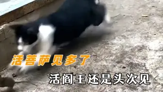 活菩萨见多了活阎王还是头次见 出发点是好的，但是你先别出发