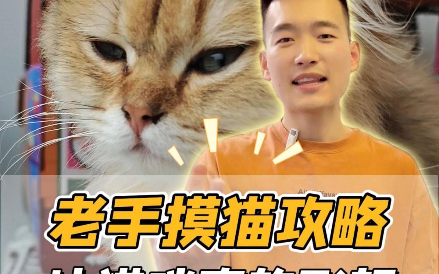 让猫咪3秒爱上你的老手摸猫攻略!赶紧学起来!哔哩哔哩bilibili