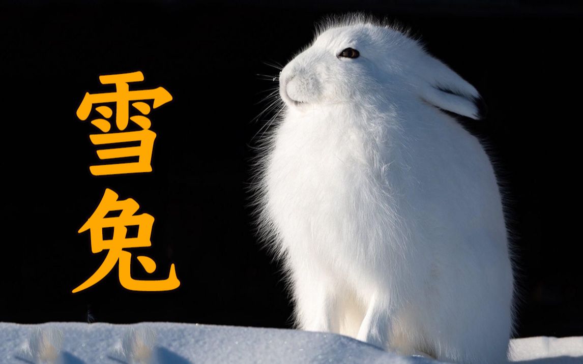 全球最萌雪兔 为抢夜宵以命相博! - 哔哩哔哩