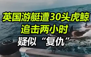 英国一艘游艇遭30头虎鲸追击两小时 疑似“复仇”