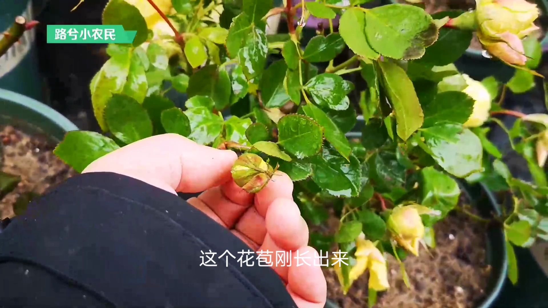 月季花刚长出花苞就掉了,什么原因造成的?哔哩哔哩bilibili