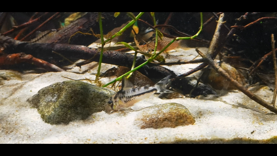 【潘塔纳尔鼠鱼】最新视频已上线,快来围观!