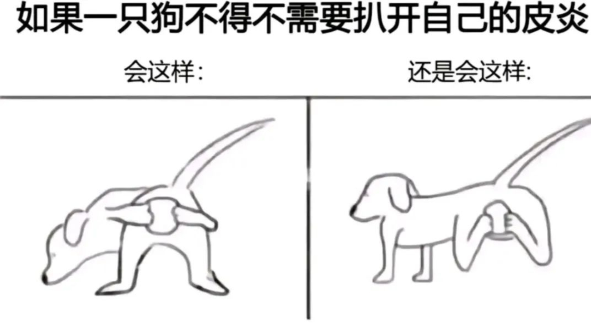 沙雕图……当狗狗不得不扒开自己的皮炎哔哩哔哩bilibili