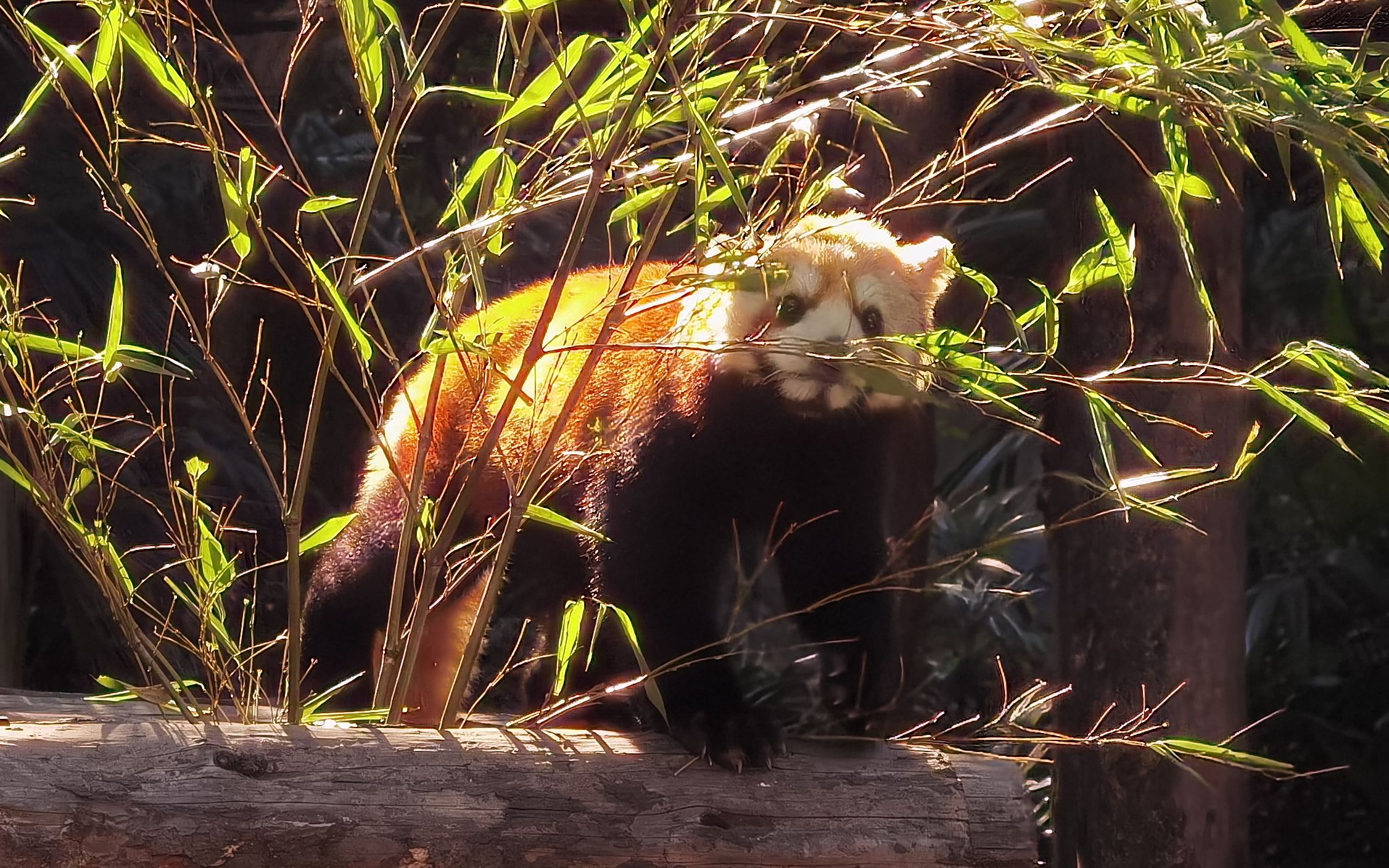 南京红山动物园闪闪发光的小熊猫 附送奶爸精彩解说