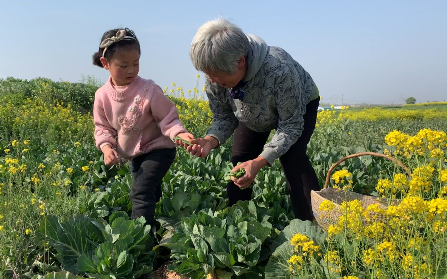 河南南阳:这种菜芽很嫩很好吃,农村遍地都是,年轻人很喜欢吃哔哩哔哩bilibili