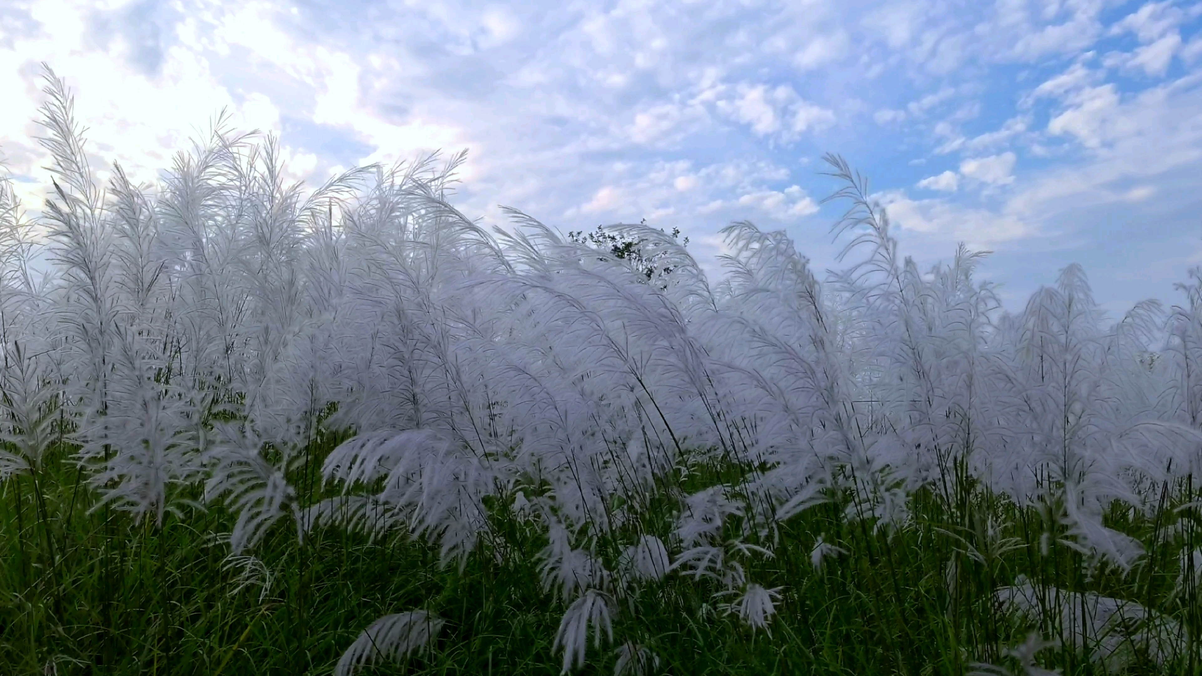 秋风中的《芦花飞雪》,看天汉湿地公园一片雪白,芦花摇荡,风光迷人!