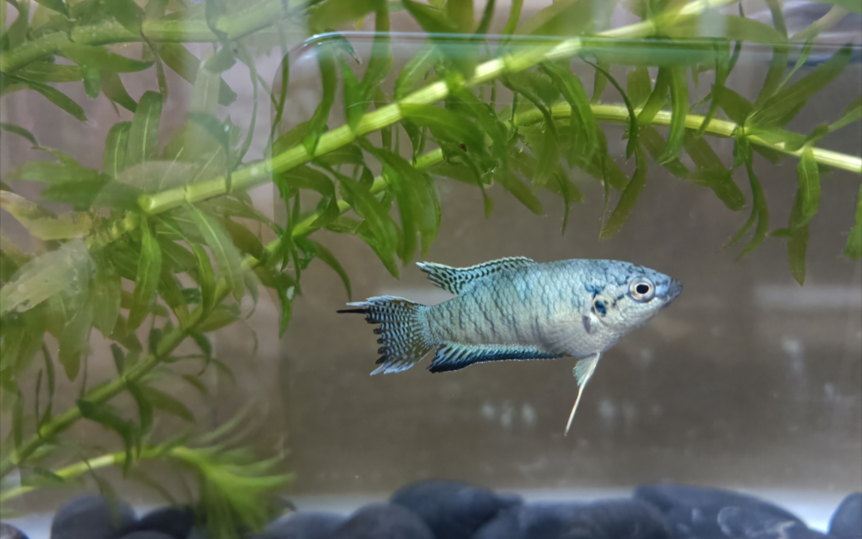 【中国斗鱼】蓝蛇也要拥有姓名!