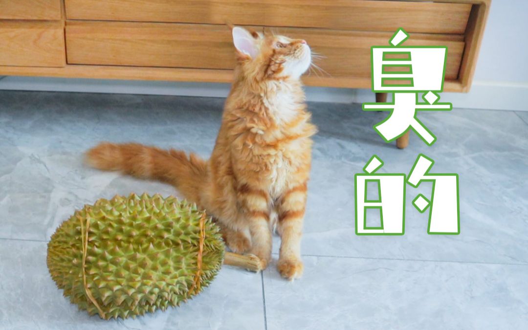 【缅因猫】开个榴莲让小猫咪闻闻哔哩哔哩bilibili