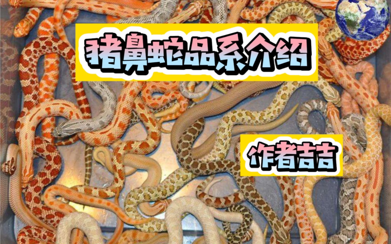 猪鼻蛇品系介绍