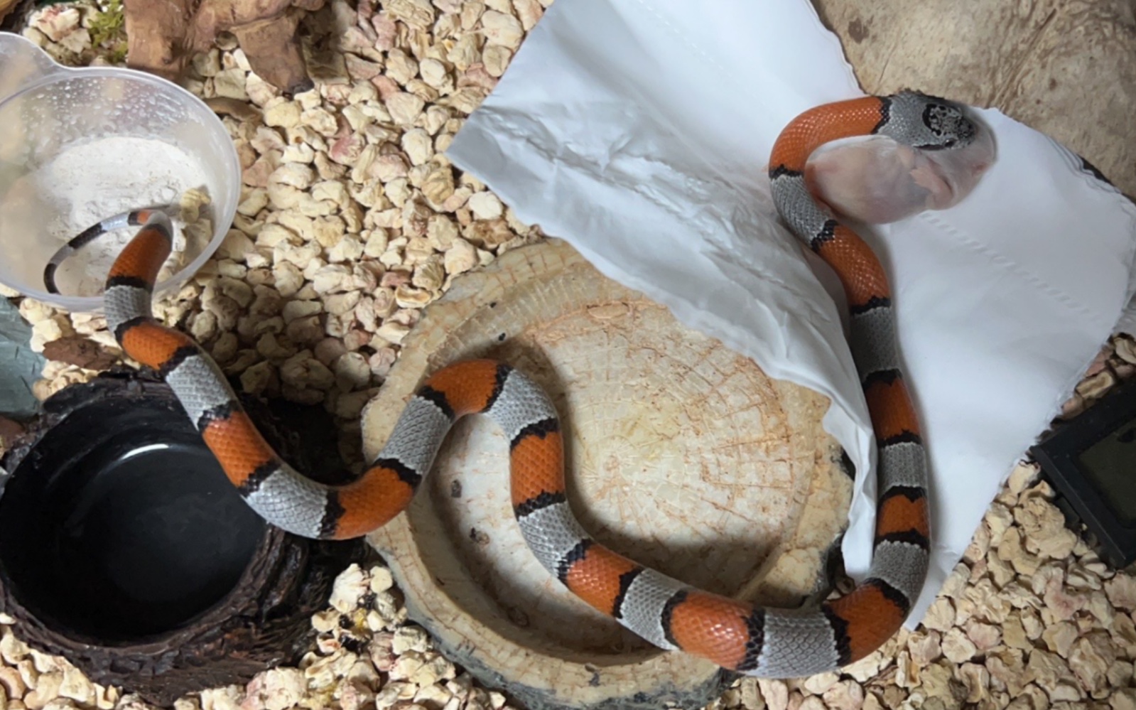 【高山王蛇】羞羞小蛇的藏饭秘诀_哔哩哔哩_bilibili