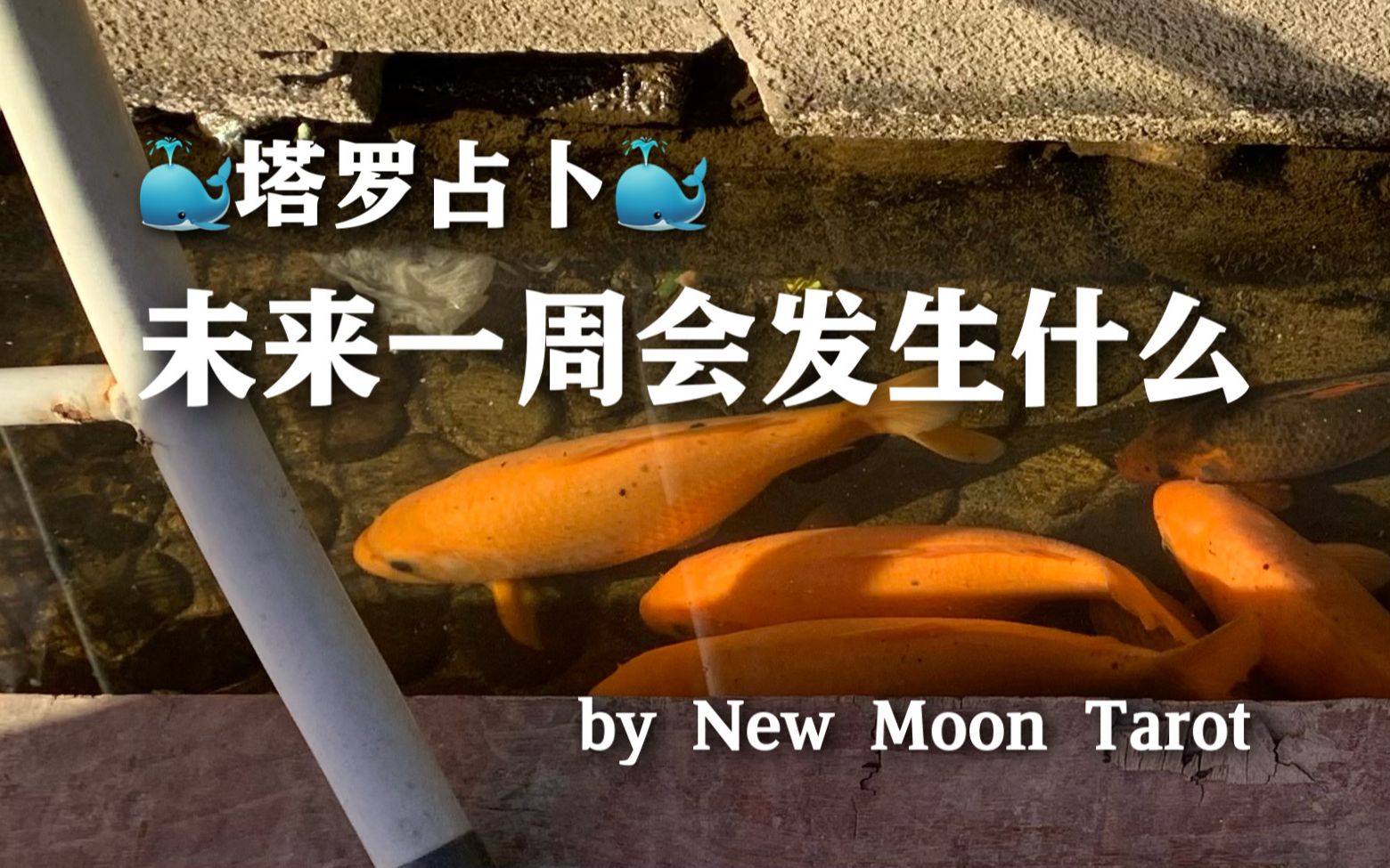 New Moon / 未来一周会发生什么 / YES or NO CHARMS幸运物 / 塔罗占卜哔哩哔哩bilibili