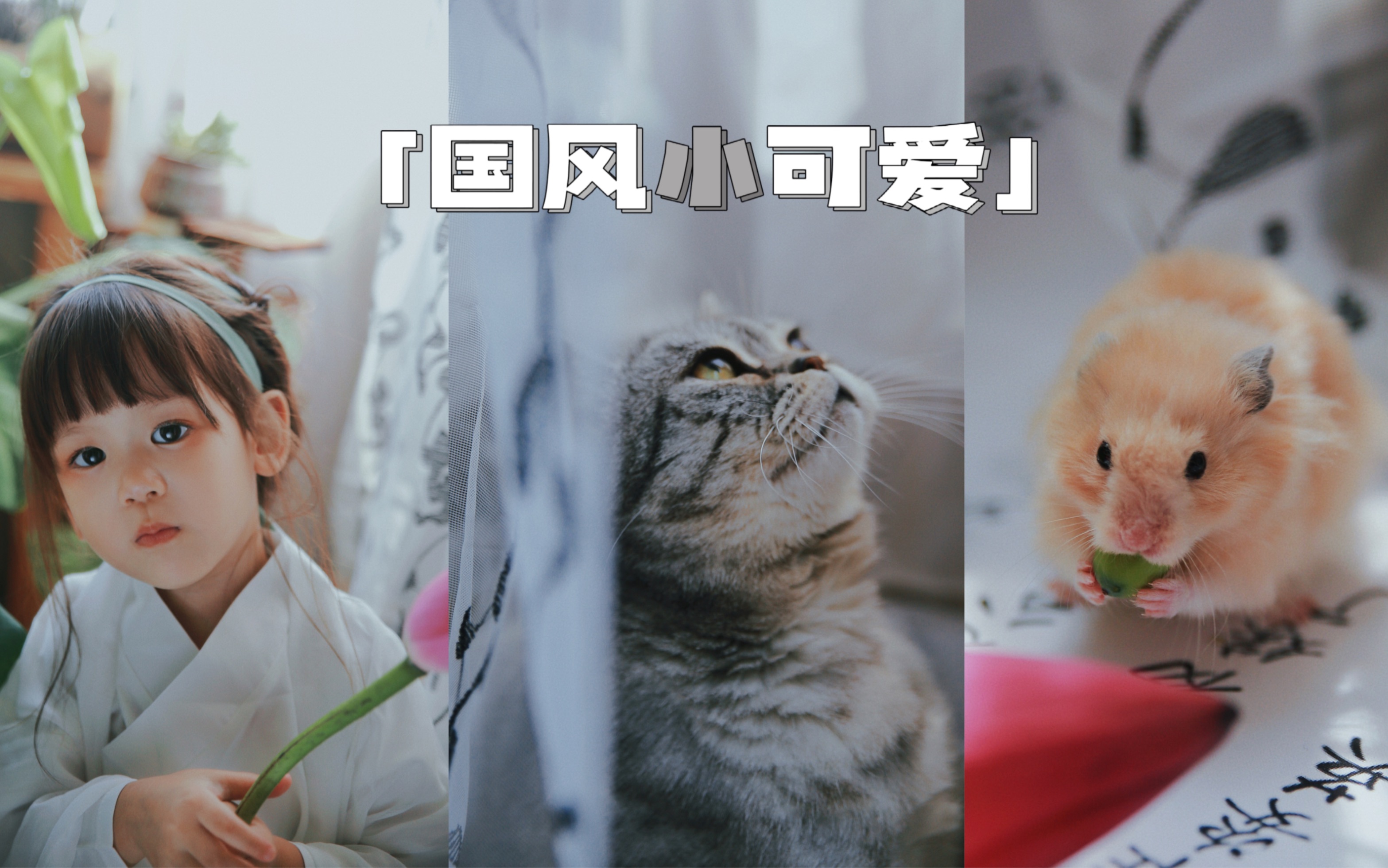 给三小只拍一组国风写真吧