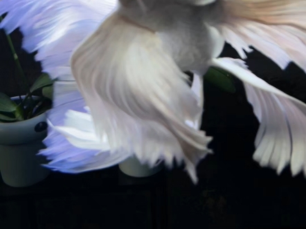 蝴蝶龙鲤,生为鱼,无鱼可比.#蝴蝶鲤 #见者好运 #养鱼日记 #观赏鱼